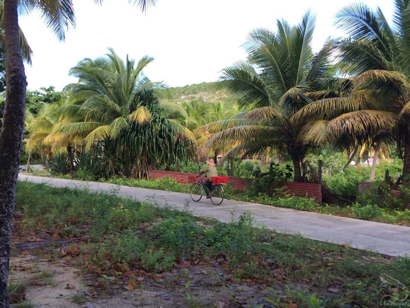 Cycliste au milieu de cocotiers