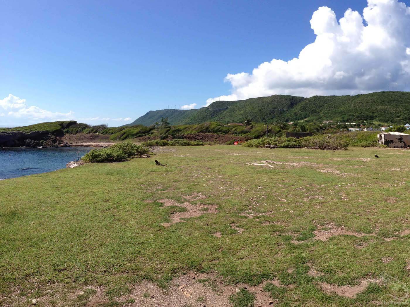 Iguane à baie mahault